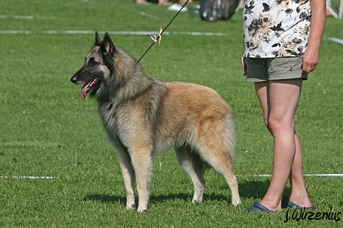 m_IMG_2040.jpg - Best male ring open class 3. exc Cäsarborg's Foxy JohnP / Paras uros kehä Cäsarborg's Foxy JohnP avo ERI3