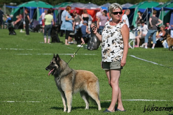 m_IMG_2041.jpg - Best male ring open class 3. exc Cäsarborg's Foxy JohnP / Paras uros kehä Cäsarborg's Foxy JohnP avo ERI3