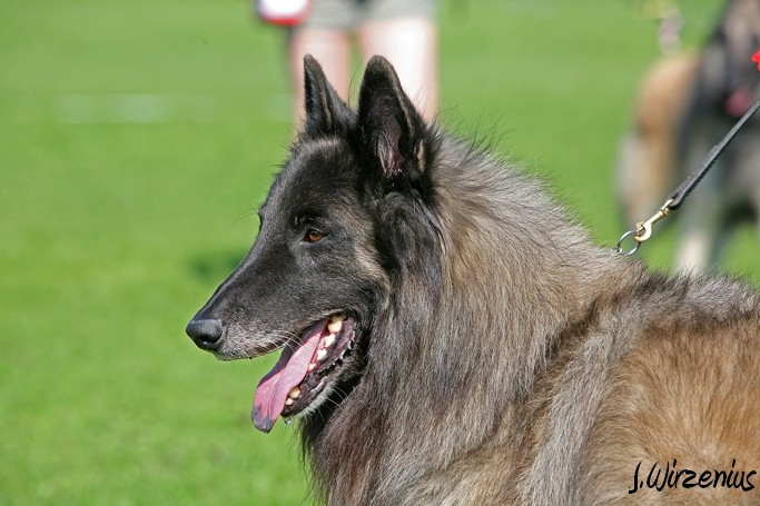m_IMG_2045.jpg - Best male ring veteran class 1.exc Cäsarborg's Foxy Yoicks / Paras uros luokka Cäsarborg's Foxy Yoicks vet ERI1 VSP-vet