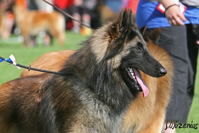 m_IMG_2049.jpg - Best male ring young class 2. exc, CAC Cäsarborg's Foxy Maverick / Paras uros kehä Cäsarborg's Foxy Maverick nuo ERI2, SERTI