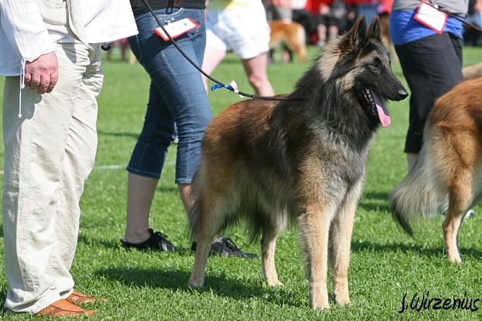 m_IMG_2050.jpg - Best male ring young class 2. exc, CAC Cäsarborg's Foxy Maverick / Paras uros kehä Cäsarborg's Foxy Maverick nuo ERI2, SERTI