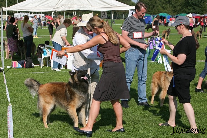 m_IMG_2053.jpg - Cäsarborg's Foxy Maverick gets the last CAC / saa erikoisnäyttelyn urosten viimeisen sertin