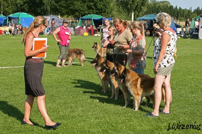 m_IMG_2110.jpg - Tervueren breeders class / Tervujen kasvattajaluokka Cäsarborg's group (Foxy Lourdes, Foxy Lilac, Foxy Meredith, Foxy Joline)