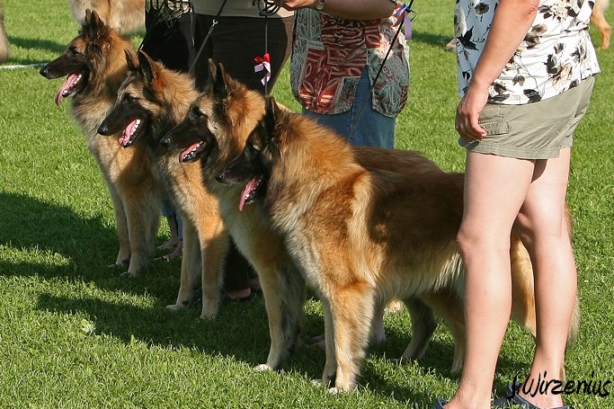 m_IMG_2111.jpg - Tervueren breeders class / Tervujen kasvattajaluokka Cäsarborg's group  (Foxy Lourdes, Foxy Lilac, Foxy Meredith, Foxy Joline)