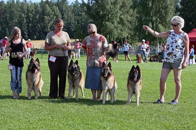 m_IMG_2120.jpg - Tervueren breeders class / Tervujen kasvattajaluokka Cäsarborg's group  (Foxy Lourdes, Foxy Lilac, Foxy Meredith, Foxy Joline)
