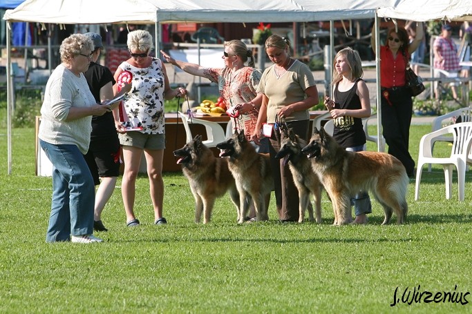 m_IMG_2127.jpg - Best tervueren breeders group / Paras tervueren kasvattajaryhmä Cäsarborg's  (Foxy Lourdes, Foxy Lilac, Foxy Meredith, Foxy Joline)