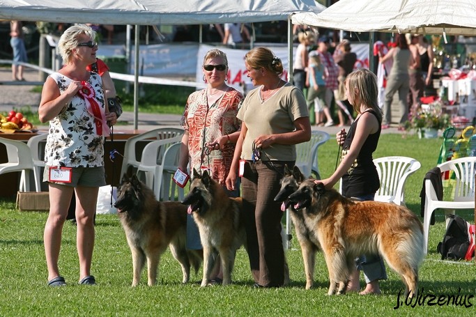 m_IMG_2130.jpg - Best tervueren breeders group / Paras tervueen kasvattajaryhmä Cäsarborg's  (Foxy Lourdes, Foxy Lilac, Foxy Meredith, Foxy Joline)