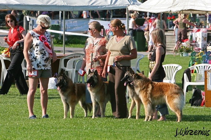 m_IMG_2132.jpg - Best tervueren breeders group / Paras tervueen kasvattajaryhmä Cäsarborg's  (Foxy Lourdes, Foxy Lilac, Foxy Meredith, Foxy Joline)