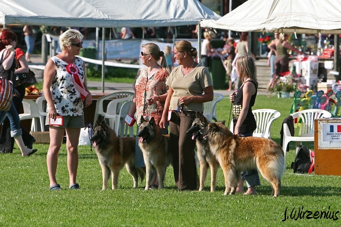 m_IMG_2133.jpg - Best tervueren breeders group / Paras tervueen kasvattajaryhmä Cäsarborg's  (Foxy Lourdes, Foxy Lilac, Foxy Meredith, Foxy Joline)