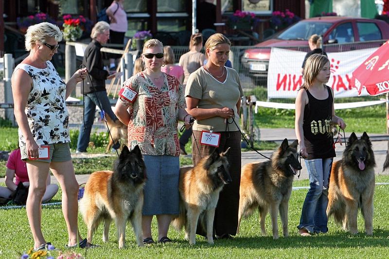 m_IMG_2145.jpg - BIS breeders ring / BIS kasvattajaryhmä kilpailu Cäsarborg's group ( (Foxy Lourdes, Foxy Lilac, Foxy Meredith, Foxy Joline)