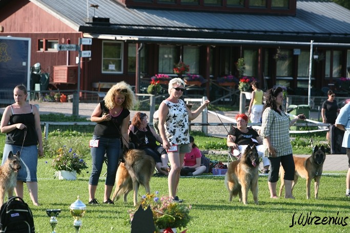m_IMG_2178.jpg - BOB Working class dog from each varation, tervueren male Cäsarborg's Foxy JimB and female Cäsarborg's Foxy Joline /  Jokaisen muunnoksen ROP käyttökoiran valinta, kuvassa tervueren uros Cäsarborg's Foxy JimB ja narttu Cäsarborg's Foxy Joline