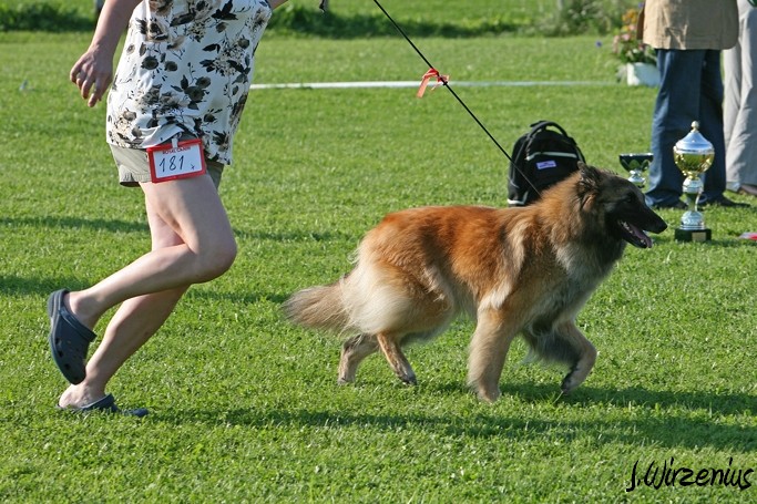 m_IMG_2181.jpg - BOB Working class dog from each varation, tervueren female Cäsarborg's Foxy Joline /  Jokaisen muunnoksen ROP käyttökoiran valinta, kuvassa tervueren  narttu Cäsarborg's Foxy Joline