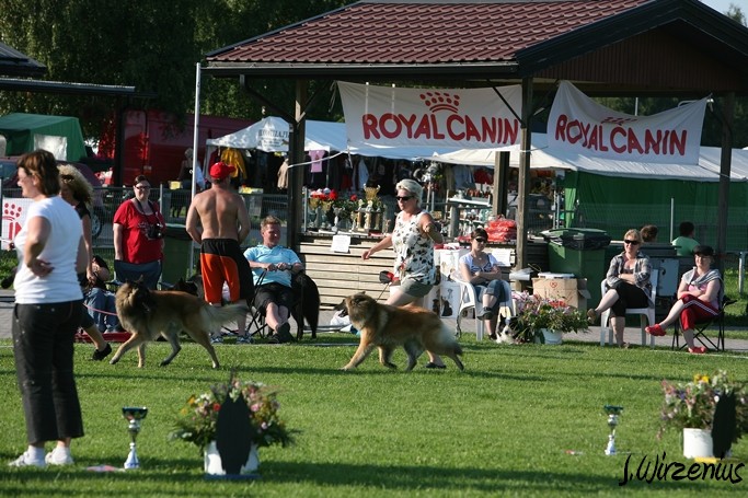m_IMG_2182.jpg - BOB Working class dog from each varation, tervueren male Cäsarborg's Foxy JimB and female Cäsarborg's Foxy Joline /  Jokaisen muunnoksen ROP käyttökoiran valinta, kuvassa tervueren uros Cäsarborg's Foxy JimB ja narttu Cäsarborg's Foxy Joline