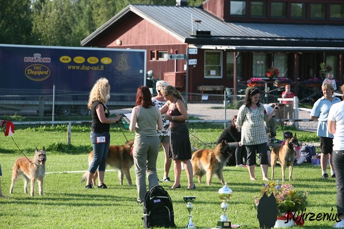 m_IMG_2185.jpg - Tervueren BOB Working class dog is Cäsarborg's Foxy Joline / Tervueren ROP käyttöluokan koira Cäsarborg's Foxy Joline