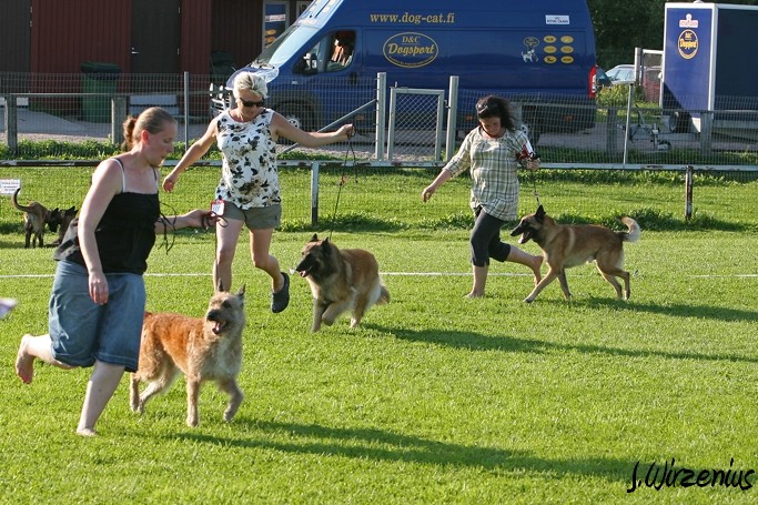 m_IMG_2192.jpg - BS Working class dog / BIS käyttöluokan koiran valinta