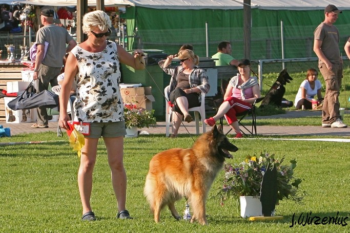 m_IMG_2199.jpg - Cäsarborg's Foxy Joline BIS3 Working class dog / BIS3 käyttöluokan koira