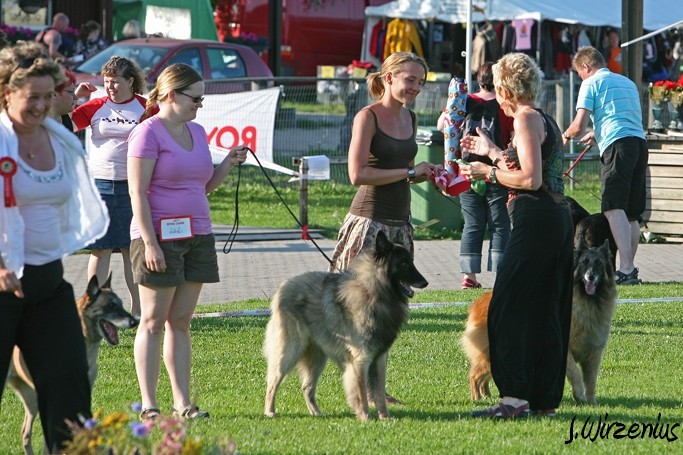 m_IMG_2212.jpg - BOB tervueren veteran class dog Pyrytuulen Lounatuuli, BOS veteran Cäsarborg's Foxy Yoicks / ROP veteraaniluokan koira Pyrytuulen Lounatuuli, VSP Cäsarborg's Foxy Yoicks