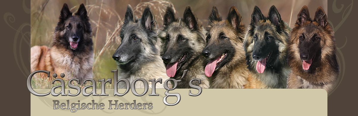 Cäsarborg's Belgische Herders - Cäsarborg's Belgianpaimenkoirat Cäsarborg's Belgische Herders - Cäsarborg's Belgianpaimenkoirat