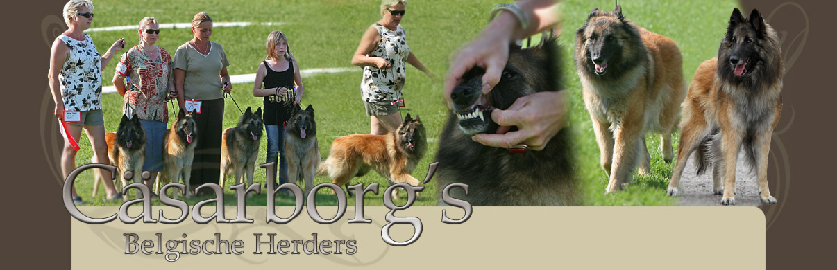 Cäsarborg's Belgische Herders - Cäsarborg's Belgianpaimenkoirat Cäsarborg's Belgische Herders - Cäsarborg's Belgianpaimenkoirat