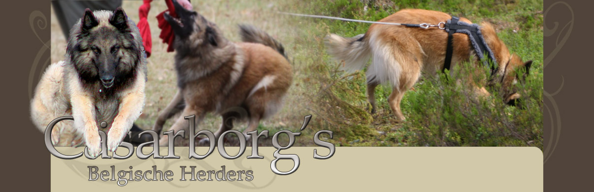 C&auml;sarborg's Belgische Herders - C&auml;sarborg's Belgianpaimenkoirat