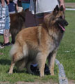 Cäsarborg's Precious Pearl 1. exc, young class, CAC / NUO ERI1, SERTI
