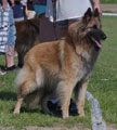 C&auml;sarborg's Precious Pearl 1. exc, young class, CAC / NUO ERI1, SERTI
