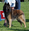 Cäsarborg's Foxy Maverik 2.exc open class, 4th best male, RCAC /AVO ERI2, SA, PU4, varaSERTI