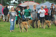C&auml;sarborg's progeny group 2. best, High Clearings Zenobie (Foxy Maverick, Foxy Lilac, Precious Pearl, Foxy Lourdes)