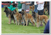 C&auml;sarborg's progeny group 2. best, High Clearings Zenobie (Foxy Maverick, Foxy Lilac, Precious Pearl, Foxy Lourdes)