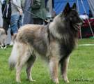 C&auml;sarborg's Foxy Yoicks  4.exc. veteran class males