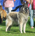 C&auml;sarborg's Foxy Iolani exc. open class females