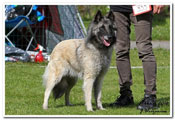 Cäsarborg's Foxy Hestia 4. exc open class, among 6 best females
