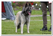 C&auml;sarborg's Foxy Hestia 4. exc open class, among 6 best females