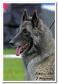 Cäsarborg's Foxy Hestia 4. exc open class, among 6 best females