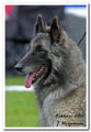 C&auml;sarborg's Foxy Hestia 4. exc open class, among 6 best females