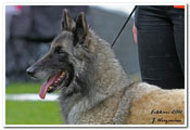 C&auml;sarborg's Foxy Hestia 4. exc open class, among 6 best females