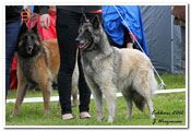 C&auml;sarborg's Foxy Hestia 4. exc open class, among 6 best females