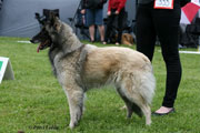 C&auml;sarborg's Foxy Hestia 4. exc open class, among 6 best females