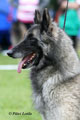 C&auml;sarborg's Foxy Hestia 4. exc open class, among 6 best females