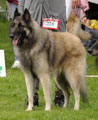 C&auml;sarborg's Foxy JohnP 1. exc open class, CAC, 3. best male
