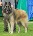 C&auml;sarborg's Foxy JohnP 1. exc open class, CAC, 3. best male