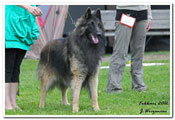 C&auml;sarborg's Foxy Maverick exc. open class males