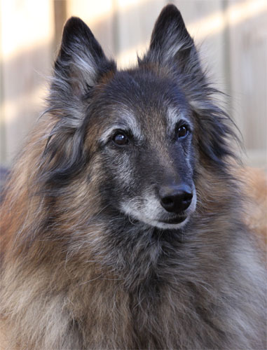 Cäsarborg's Foxy Marquis 13 years / 13 vuotta Cäsarborg's Foxy Marquis 13 years / 13 vuotta