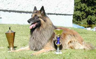 Foxi dirstrict champion in tracking 1999 / piirinmestari 1999 Foxi dirstrict champion in tracking 1999 / piirinmestari 1999