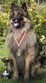 Foxi won the Finnish Belgian Shepherd  Chapmpionships in tracking year 2000 / Suomen belgianpaimenkoirien mestari jäljellä vuonna 2000