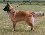 Foxy Mistletoe 9 months / 9 kk vanha