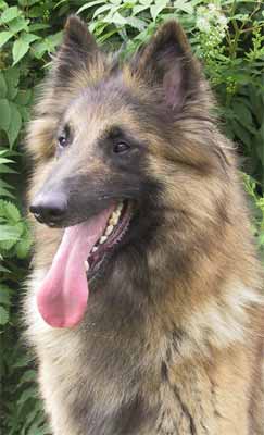 C&auml;sarborg's Foxy Ulfila