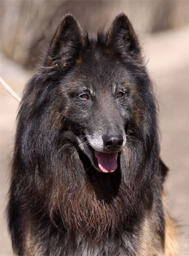 Kensis v.d Weiwakers almost 12 years old / l&auml;hes 12 vuotias