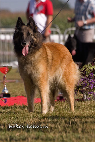 High Clearings Zenobie 10 years old / 10 vuotta High Clearings Zenobie 10 years / 10 vuotias