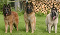 Tee, Kiira and Foxy Elovena Belgium 2005